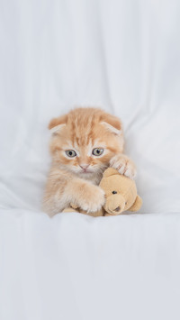 Cute kitten hugs favorite toy bear under white warm blanket