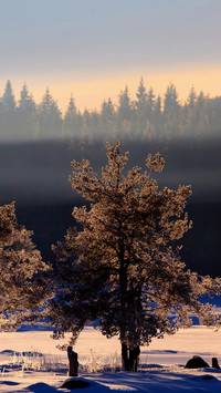 Winter Snowfield