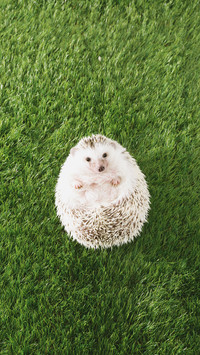 international-hedgehog