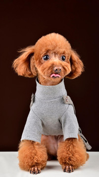 Dog428