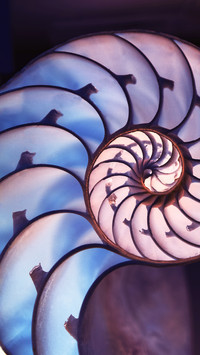 Shining Shells (5)