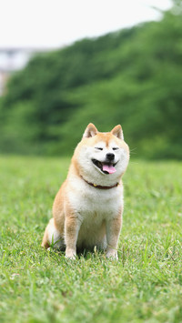 表情帝小柴犬