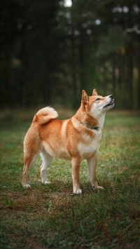 Dog82