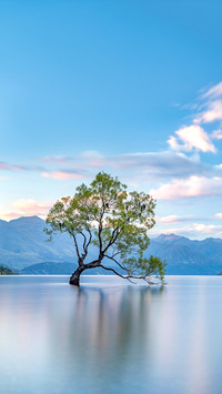 Single tree stands in water