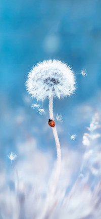 The dandelion-PAIXIN