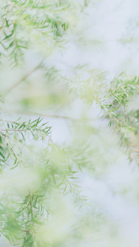 植物肖像