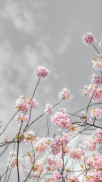 International-cherry blossoms