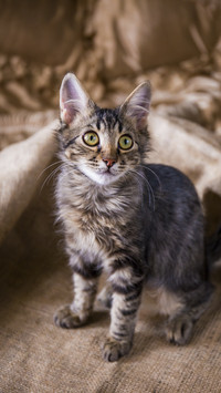 Curious Cat