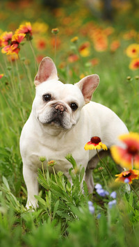 The french bulldog in the flowers