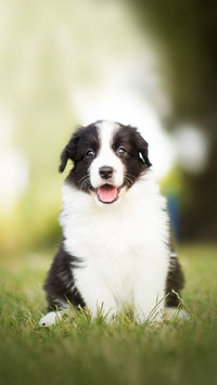 Healthy and Happy Border Collie Puppy in the Garden