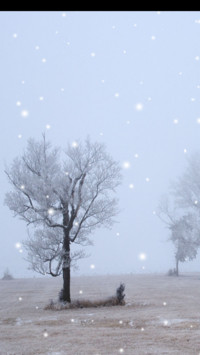 青松傲雪