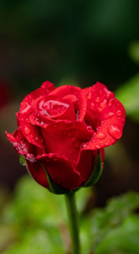 Red Roses (4)