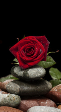 Red Roses (9)
