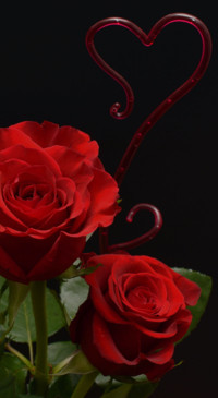 Red Roses (3)