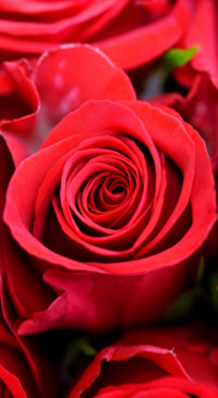Red Roses (14)