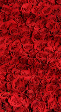 Red Roses (16)