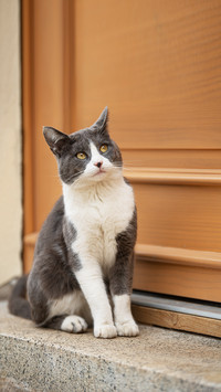 Young cat sits in front of door, looking at the door