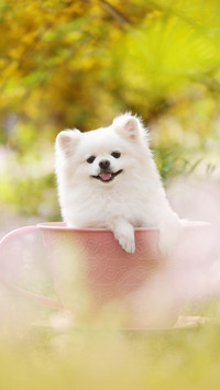 Healthy food for Pomeranians 21