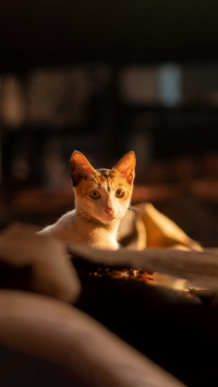 Cat in sunlight looking at camera