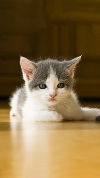 小奶猫喂食技巧