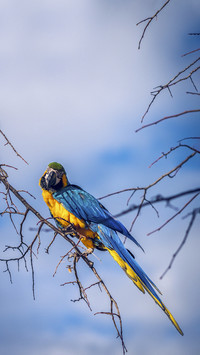 Blue and Gold Macaw on Branch