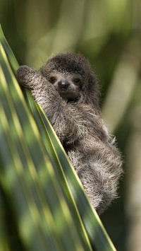 Baby Three-toed Sloth