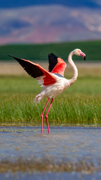 Flamingo's Graceful Pose, A Scene of Tranquil Elegance