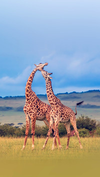 Beautiful african giraffe