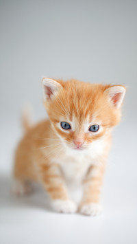 Orange Kitten's Charm, Lighting Up the Space