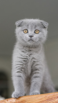 Can children grow up with pets 9