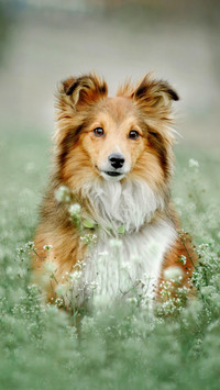 高智商的牧羊犬
