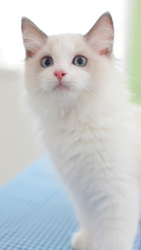 精灵布偶猫