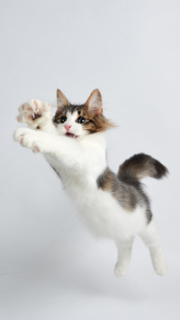 Do cats really have nine lives