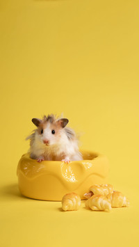 Hamster survival guide
