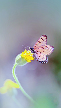 Macro insects and plants