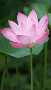 夏季荷花-拍信图库