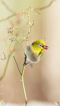 International-Bird