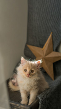 The little kitten on the chair