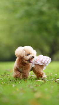 Is mosquito repellent incense harmful to pets