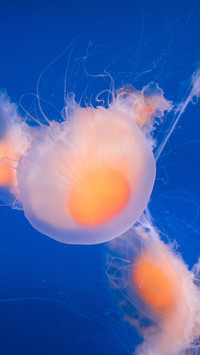 Nanjing egg yolk jellyfish