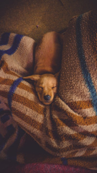 Puppy Love (6)