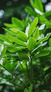 植物特写-锐景创意