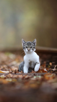 cat2