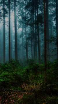 The trees of the black forest in germany