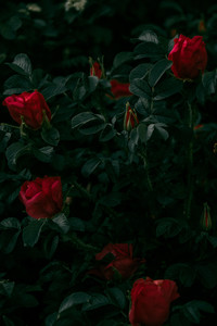 Motion Blur