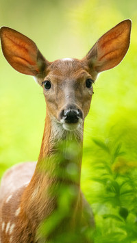The deer in the forest