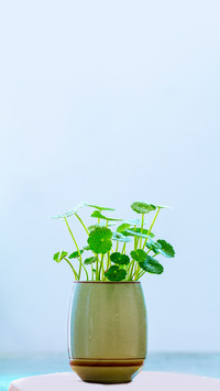 Potted Plant of Fine Copperwort