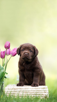 Chocolate labrador puppy posing with a bouquet of tulips