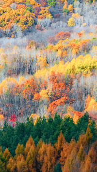 I was completely captivated by the autumn in northeast