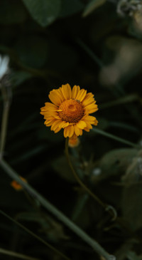 Nature B6 (17)